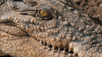 Fototapeta premium Close-up of alligator's eye. Close-up of a live alligator's eye.