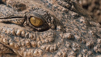 Close-up of alligator's eye. Close-up of a live alligator's eye.