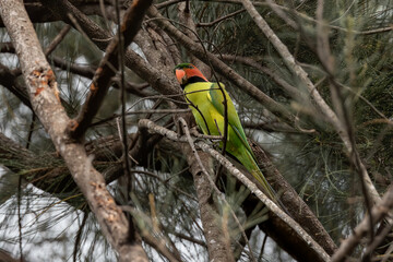 Long-Tailed Parakee perched on the tree branch.