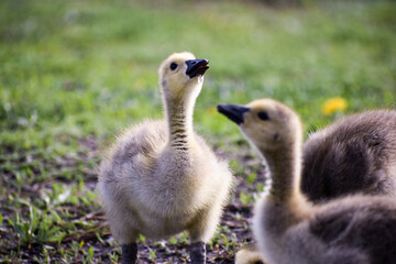 country goose and baby