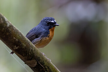 Nature wildlife bird species of Snowy browed flycatcher found in Borneo, Sabah,Malaysia