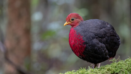 Crimson-headed partridge on deep jungle rainforest, It is endemic to the island of Borneo