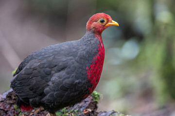 Crimson-headed partridge on deep jungle rainforest, It is endemic to the island of Borneo