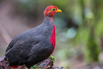 Crimson-headed partridge on deep jungle rainforest, It is endemic to the island of Borneo