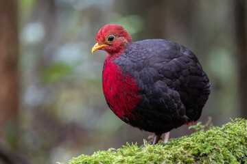 Crimson-headed partridge on deep jungle rainforest, It is endemic to the island of Borneo