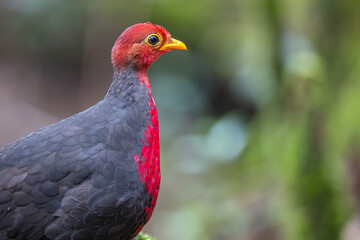 Crimson-headed partridge on deep jungle rainforest, It is endemic to the island of Borneo