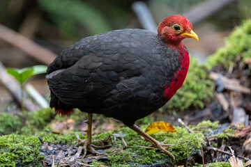 Crimson-headed partridge on deep jungle rainforest, It is endemic to the island of Borneo