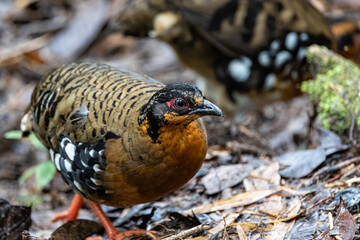 Red-breasted partridge also known as the Bornean hill-partridge It is endemic to hill and montane forest in Borneo