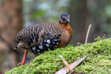 Red-breasted partridge also known as the Bornean hill-partridge It is endemic to hill and montane forest in Borneo