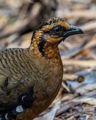 Red-breasted partridge also known as the Bornean hill-partridge It is endemic to hill and montane forest in Borneo