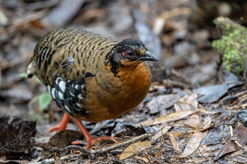 Red-breasted partridge also known as the Bornean hill-partridge It is endemic to hill and montane forest in Borneo