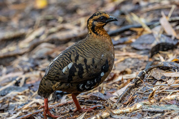 Red-breasted partridge also known as the Bornean hill-partridge It is endemic to hill and montane forest in Borneo