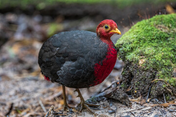 Crimson-headed partridge on deep jungle rainforest, It is endemic to the island of Borneo