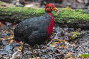 Crimson-headed partridge on deep jungle rainforest, It is endemic to the island of Borneo