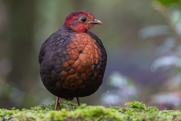 Crimson-headed partridge on deep jungle rainforest, It is endemic to the island of Borneo