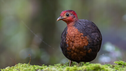 Crimson-headed partridge on deep jungle rainforest, It is endemic to the island of Borneo