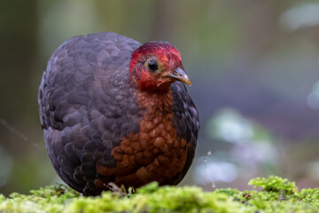 Crimson-headed partridge on deep jungle rainforest, It is endemic to the island of Borneo