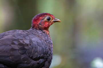 Crimson-headed partridge on deep jungle rainforest, It is endemic to the island of Borneo