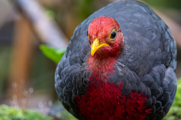 Crimson-headed partridge on deep jungle rainforest, It is endemic to the island of Borneo