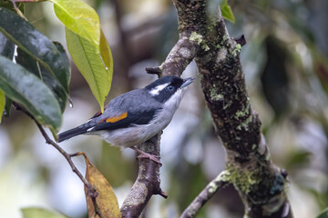 Nature wildlife bird known as Blyth's Shrike-Babbler (Pteruthius Aeralatus)