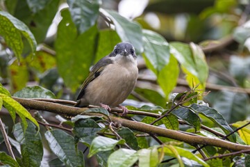 Nature wildlife bird known as Blyth's Shrike-Babbler (Pteruthius Aeralatus)