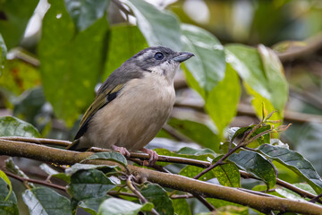 Nature wildlife bird known as Blyth's Shrike-Babbler (Pteruthius Aeralatus)