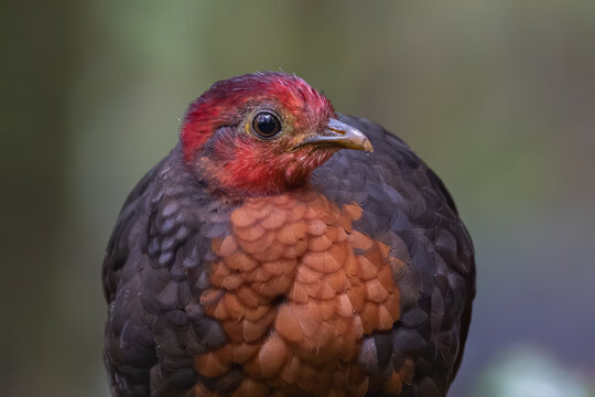 Crimson-headed partridge on deep jungle rainforest, It is endemic to the island of Borneo