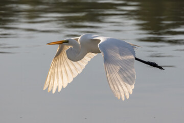 Nature wildlife image of cattle egret on flying