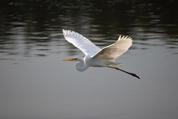 Nature wildlife image of cattle egret on flying