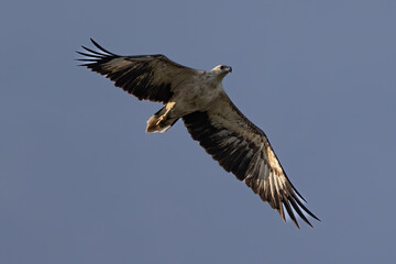 A raptor White-bellied Sea Eagle flying
