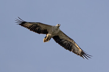 A raptor White-bellied Sea Eagle flying