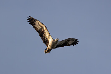 A raptor White-bellied Sea Eagle flying