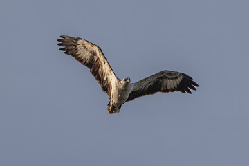 A raptor White-bellied Sea Eagle flying