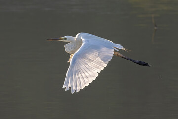 Nature wildlife image of cattle egret on flying