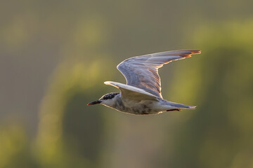 Whiskered tern bird in flight full speed