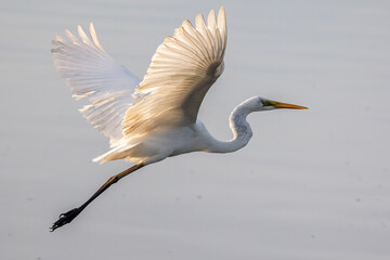 Nature wildlife image of cattle egret on flying