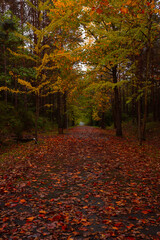 Fall background. Autumn view in the forest with fallen leaves and golden tree