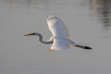 Nature wildlife image of cattle egret on flying