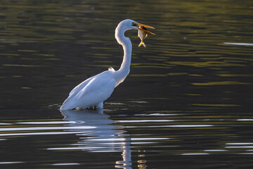 Great egret with catching a fish at wetland Sabah, Malaysia