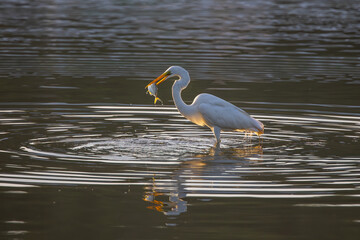 Great egret with catching a fish at wetland Sabah, Malaysia