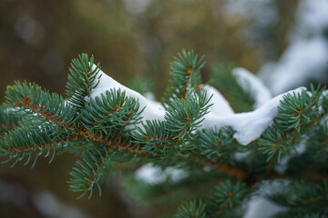 branches of a pine