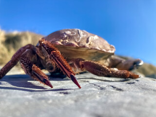 Empty crab shells on the stone. Closeup.