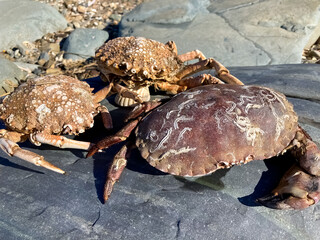 Empty crab shells on the stone. Closeup.