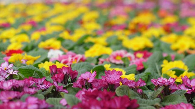 Nursery with beautiful flowers. Spring flowers bloom beautifully in pots. Selective focus