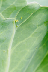 Eggs of a white butterfly on a cabbage leaf.