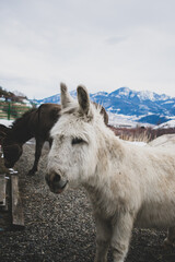 Fototapeta premium donkey on mountain