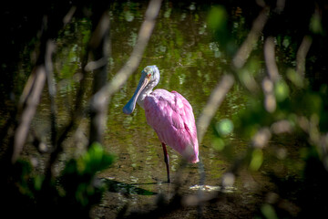 pink heron ardea cinerea