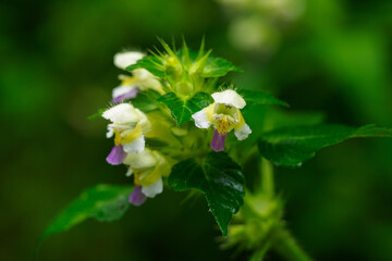 Hellebores with yellow flowers on the plant.