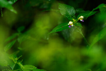 Hellebores with yellow flowers on the plant.