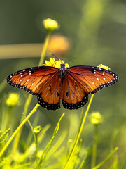 Queen Butterfly, Arizona, USA. The Queen Butterfly is often mistaken for the Monarch Butterfly, as they look very similar in shape and color. 